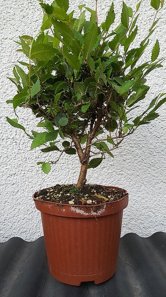 comp_20170801_200626.jpg