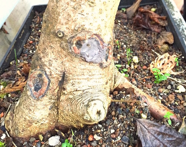 der Knubbel könnte als Uro ausgehöhlt werden