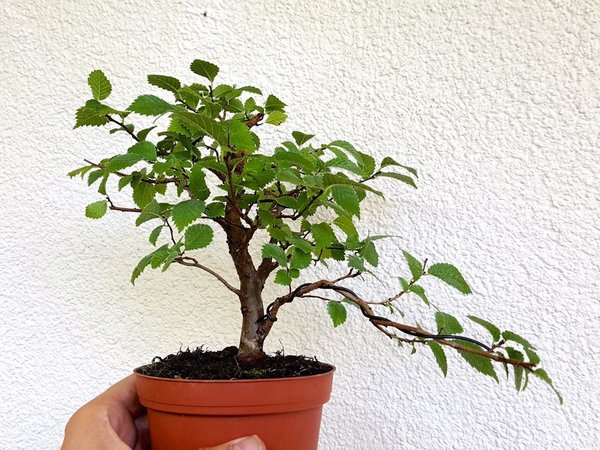 20170819_140846.jpg