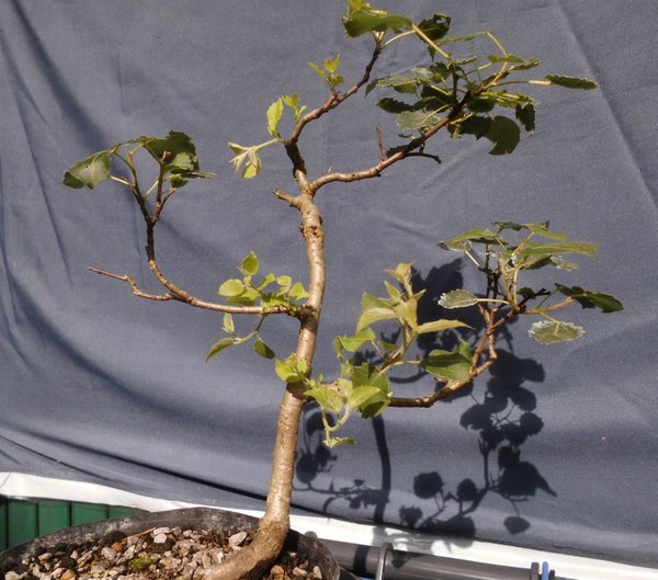Espe-2017-08-20-Einzelbaum.jpg