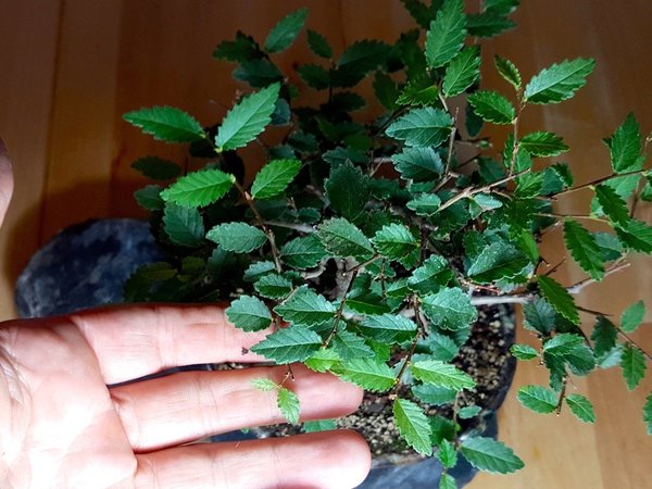 20170820_213305.jpg