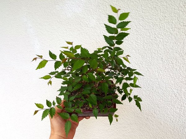 20170826_184100.jpg