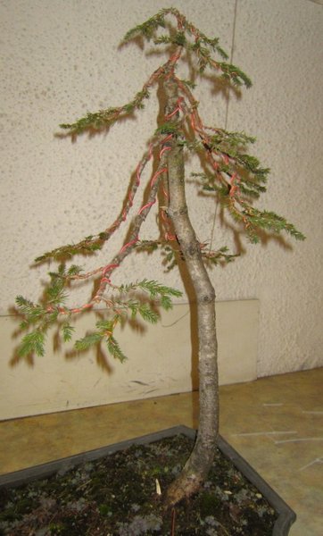 2012-02-18 -Fichte7.JPG