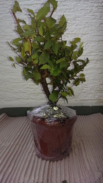 andersrum