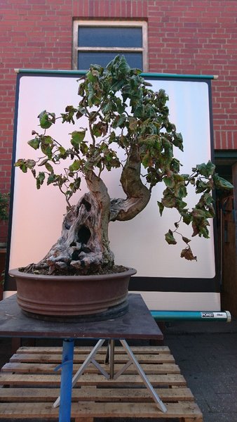 DSC_0251-540x960.JPG