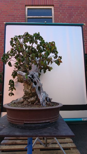 DSC_0253-540x960.JPG