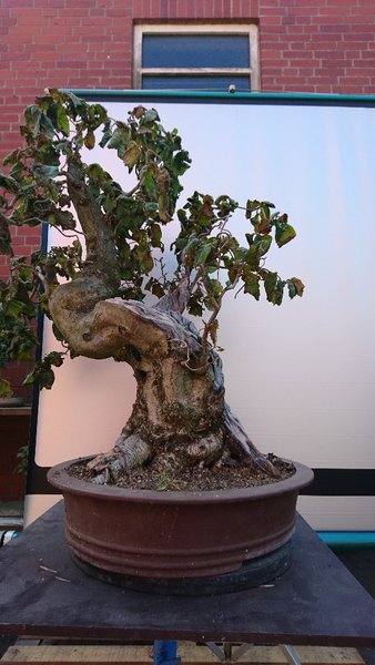 DSC_0254-540x960.JPG