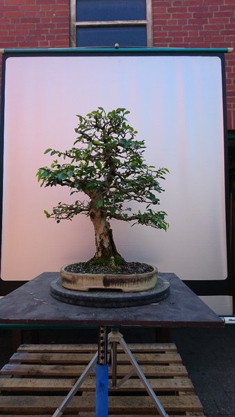 DSC_0283-540x960.JPG