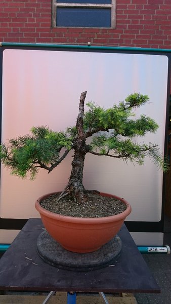 DSC_0274-540x960.JPG