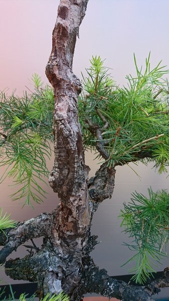DSC_0278-540x960.JPG
