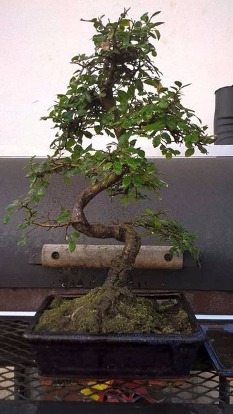 Chinesische Ulme