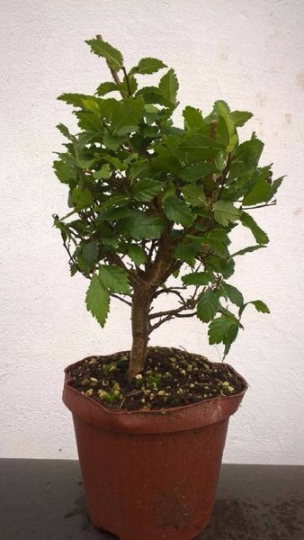 Sibirische Ulmen 1