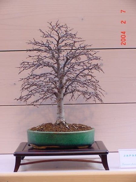 Zelkova-serrata_Holger.jpg