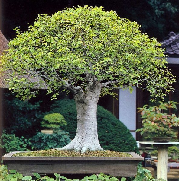Zelkova-serrata_MURATA.jpg