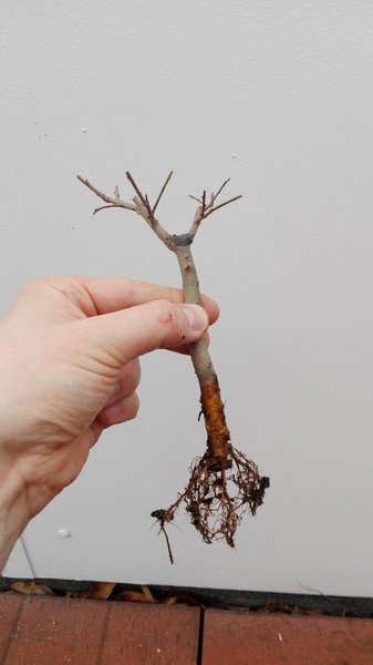 Nach Frühjahrsschnitt und Umtopfen