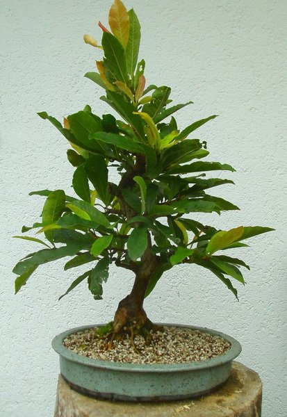 Magnolie I_2017_09_b.jpg