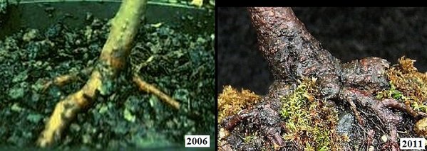 2006-2011-Nebari-Entwicklung.jpg