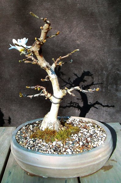 Magnolie I_2016_04_b.jpg
