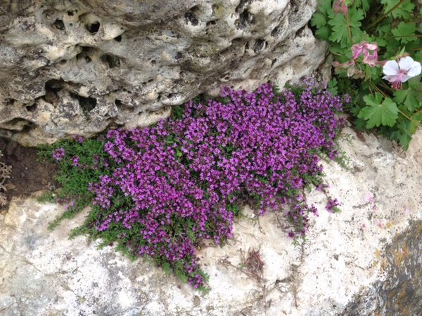Mini-Thymian, Stecklinge wachsen bei mir kaum bzw. sehr langsam, vermehrt im Juni.