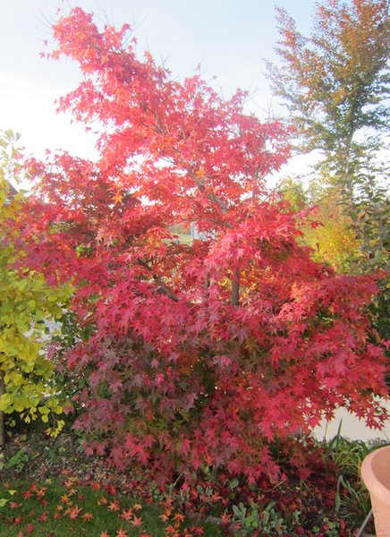 grüner Palmatum im Herbstkleid