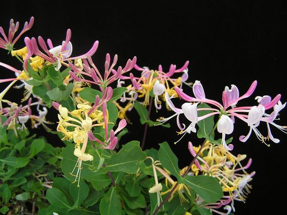 Geißblattblüten.jpg