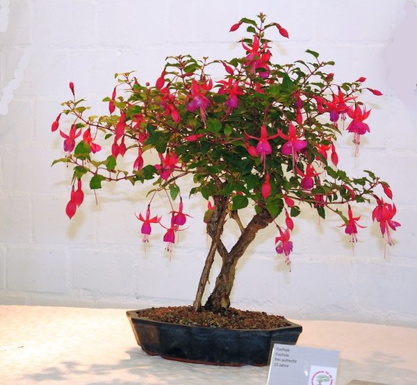 Fuchsie