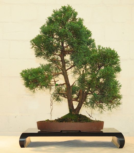 China-Wacholder