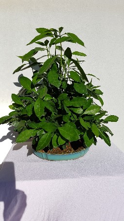 20170903_163757-1020x1813-255x453[653].jpg