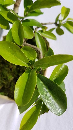20170903_164029-255x453[656].jpg