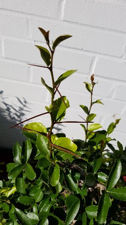 20170903_164131-255x453[660].jpg