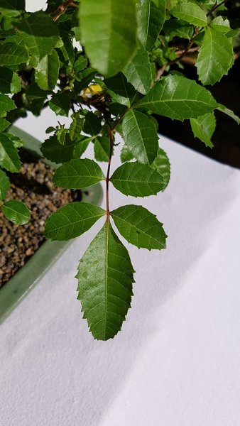20170903_164344_resized_1[609].jpg
