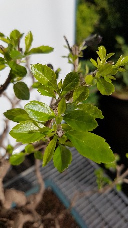 20170903_170927-255x453[659].jpg