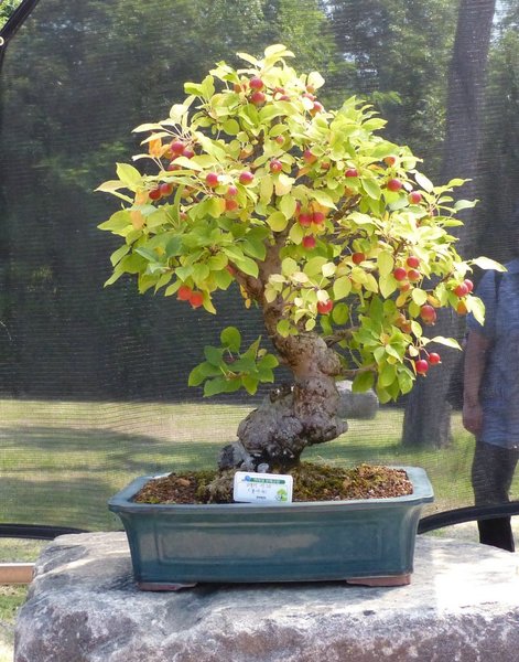 Der erste Tag war ein Besuch des Cheonsaseom Bonsai Park auf der Insel Shinan Island