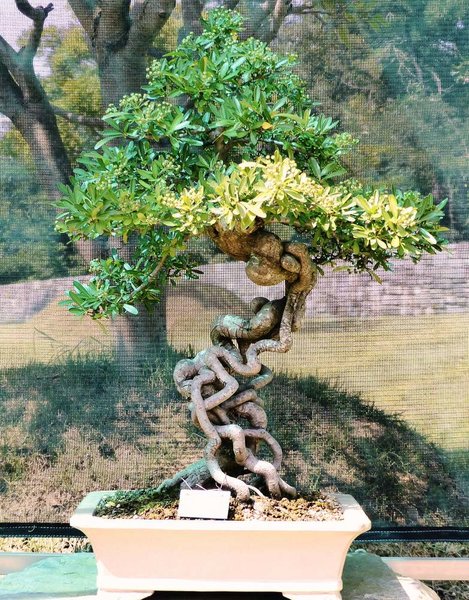 Cheonsaseom Bonsai Park auf der Insel Shinan Island