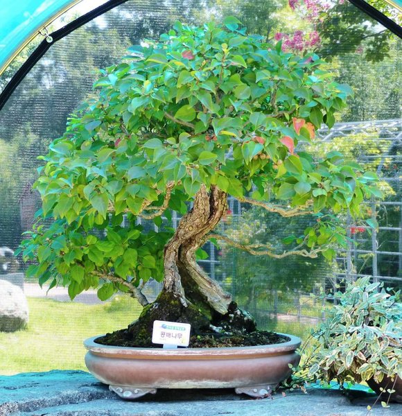 Cheonsaseom Bonsai Park auf der Insel Shinan Island