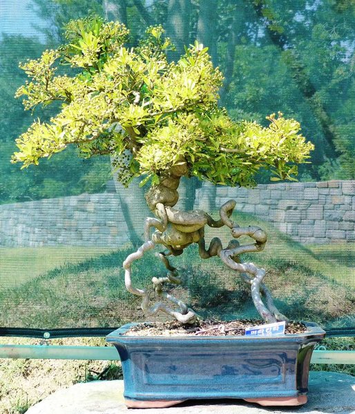 Cheonsaseom Bonsai Park auf der Insel Shinan Island