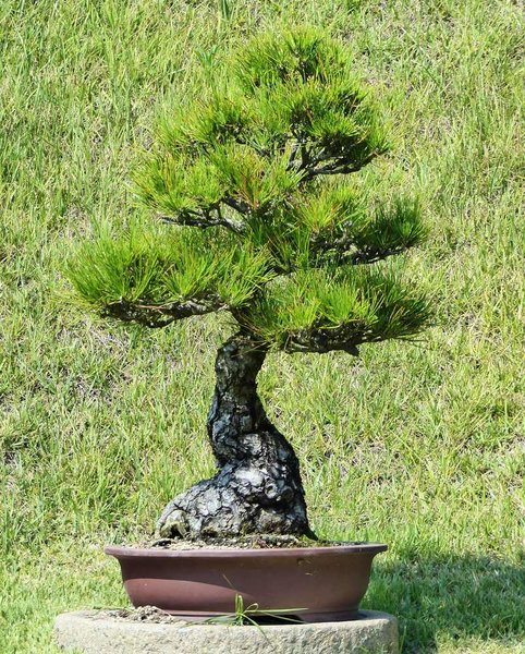 Cheonsaseom Bonsai Park auf der Insel Shinan Island
