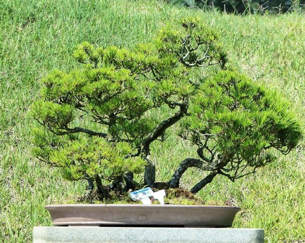 Cheonsaseom Bonsai Park auf der Insel Shinan Island