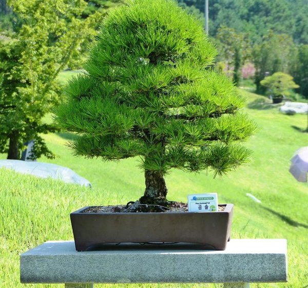 Cheonsaseom Bonsai Park auf der Insel Shinan Island