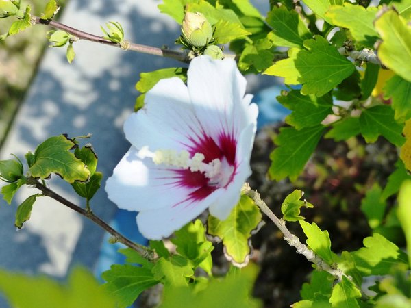 Cheonsaseom Bonsai Park auf der Insel Shinan Island