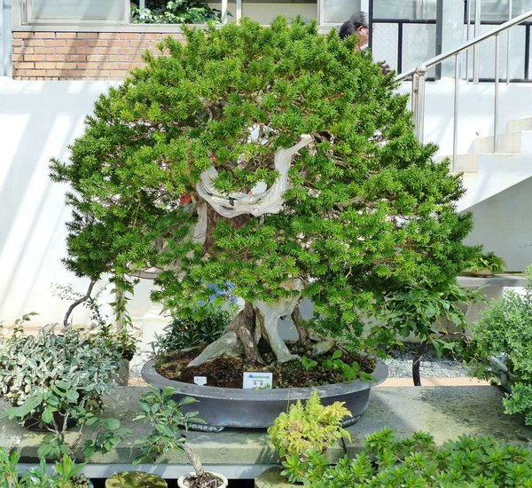 Cheonsaseom Bonsai Park auf der Insel Shinan Island