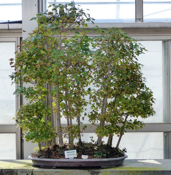 Cheonsaseom Bonsai Park auf der Insel Shinan Island