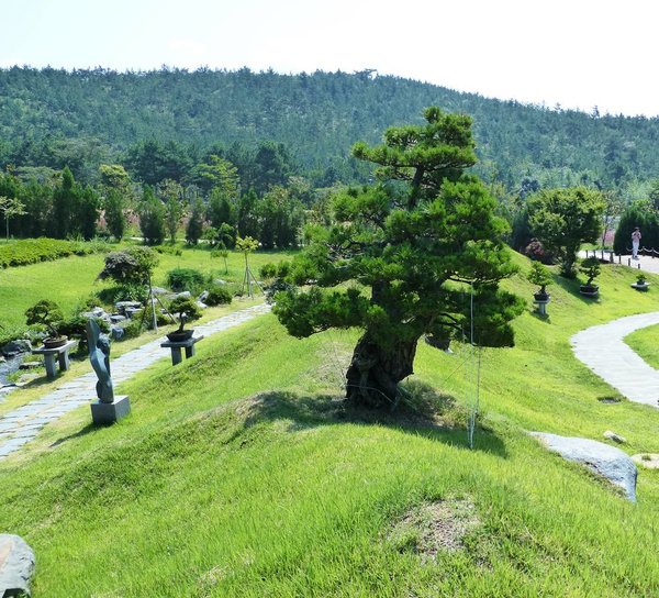 Cheonsaseom Bonsai Park auf der Insel Shinan Island