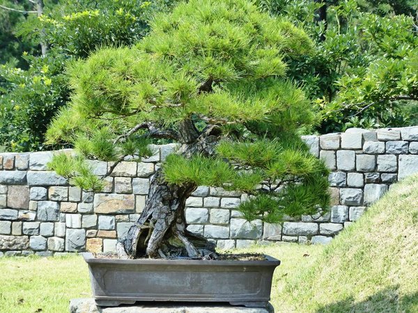 Cheonsaseom Bonsai Park auf der Insel Shinan Island