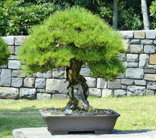 Cheonsaseom Bonsai Park auf der Insel Shinan Island