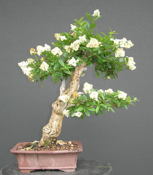 Liguster Blüte1.jpg