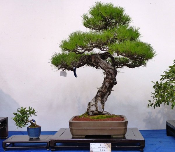 sP1040190.jpg