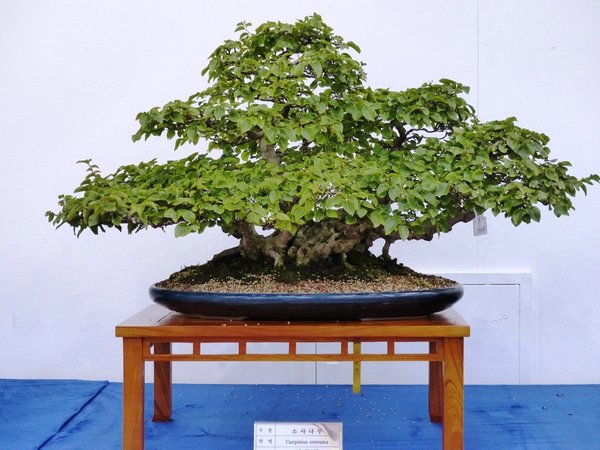 sP1040353.jpg