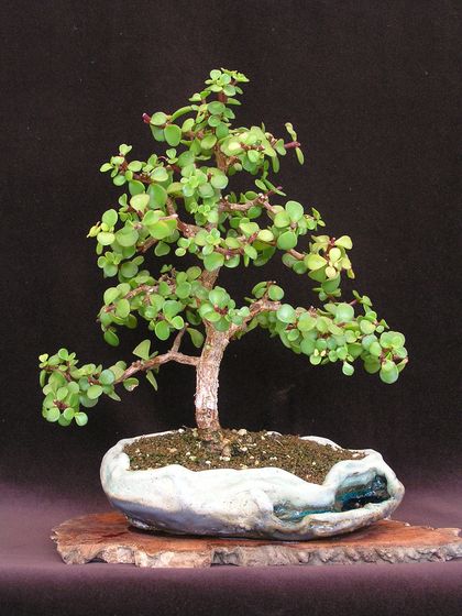 Höhe ab Sch. -rand 26 cm.
<br />Schale Vic Harris