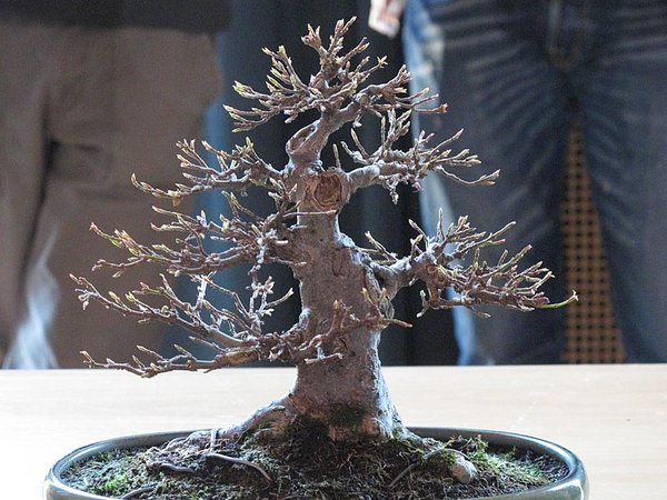 2015_Bonsai_Roggenburg-33.jpg